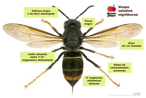 vespa asiática como identificar